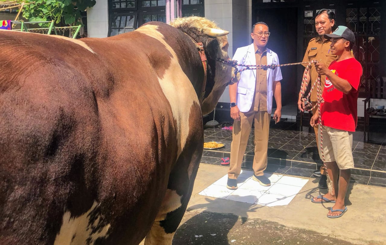 Tyson, Sapi 950 Kg Jadi Hewan Kurban Presiden Prabowo di Bondowoso