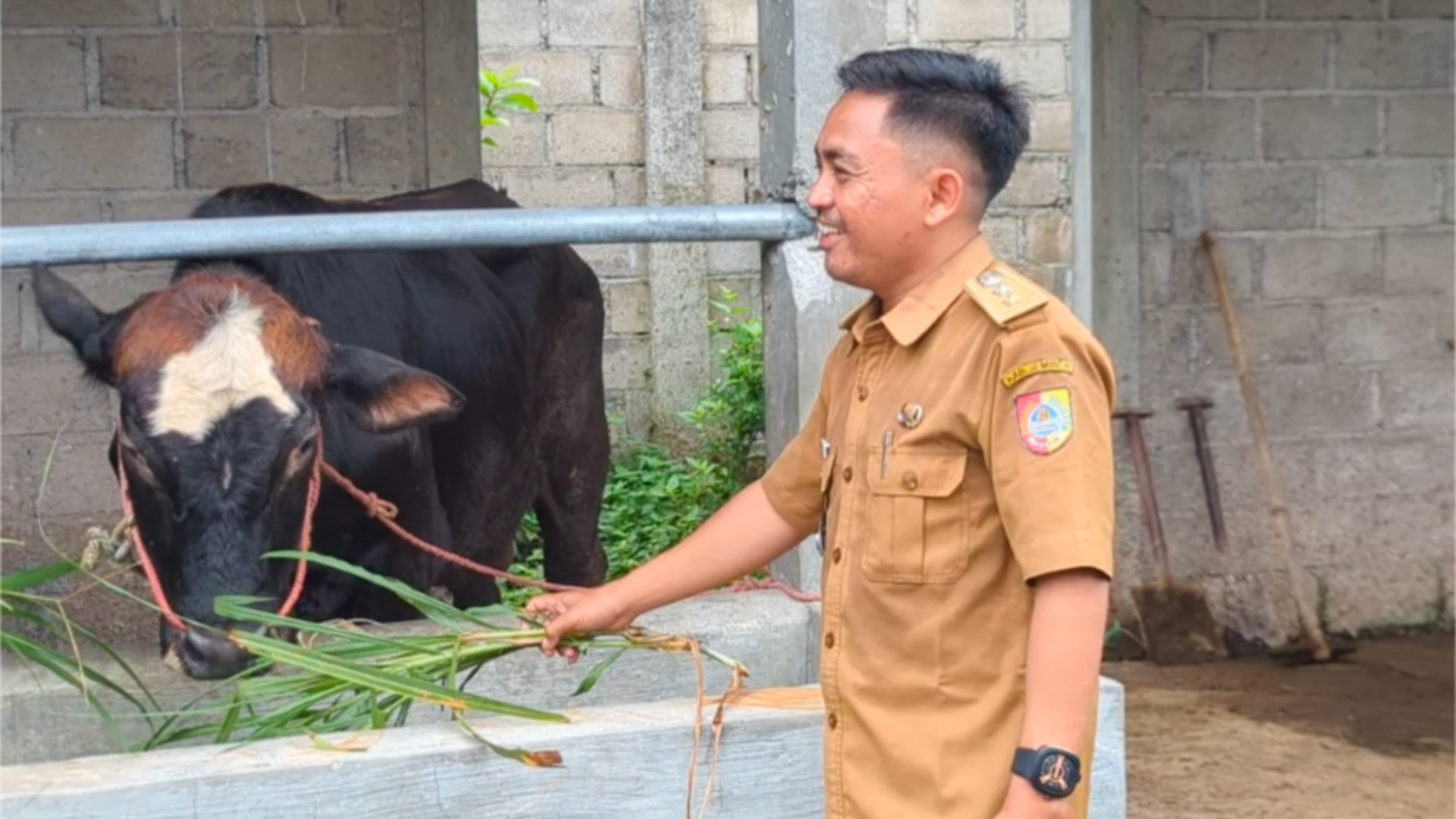 Awalnya Dikira Ternak Biasa, BUMDes di Jember Ini Ternyata Siapkan “Mesin Uang” Desa dari Kandang Sapi!
