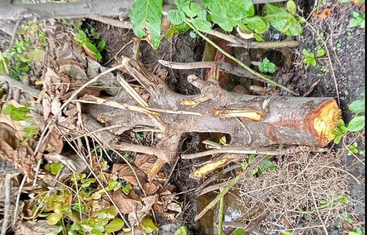 Tebang Pohon Jati Tak Izin Pemiliknya, Oknum Guru SD di Situbondo Dipolisikan