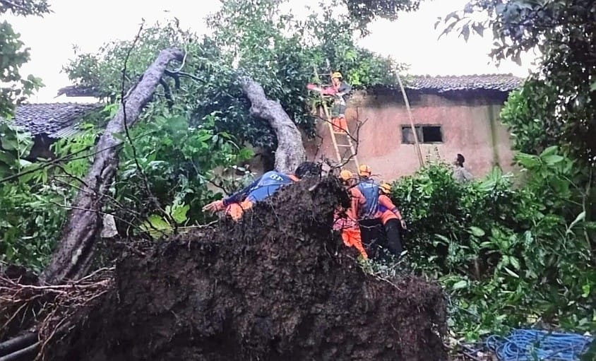 Hujan Angin Terjang  Maesan Bondowoso, 12 Pohon Tumbang dan 11 Atap Rumah Rusak