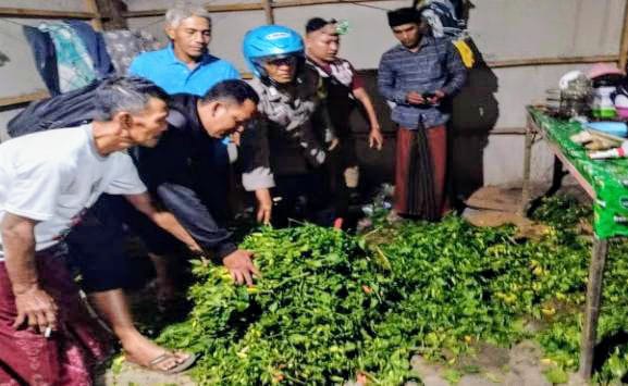 Tiga Kawanan Pencuri Cabai di Lahan Petani Kendit Situbondo Ditangkap Polisi