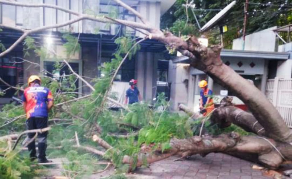 Pohon Besar Lansia di Halaman SMPN 1 Bondowoso Tumbang Diterjang Angin Kencang