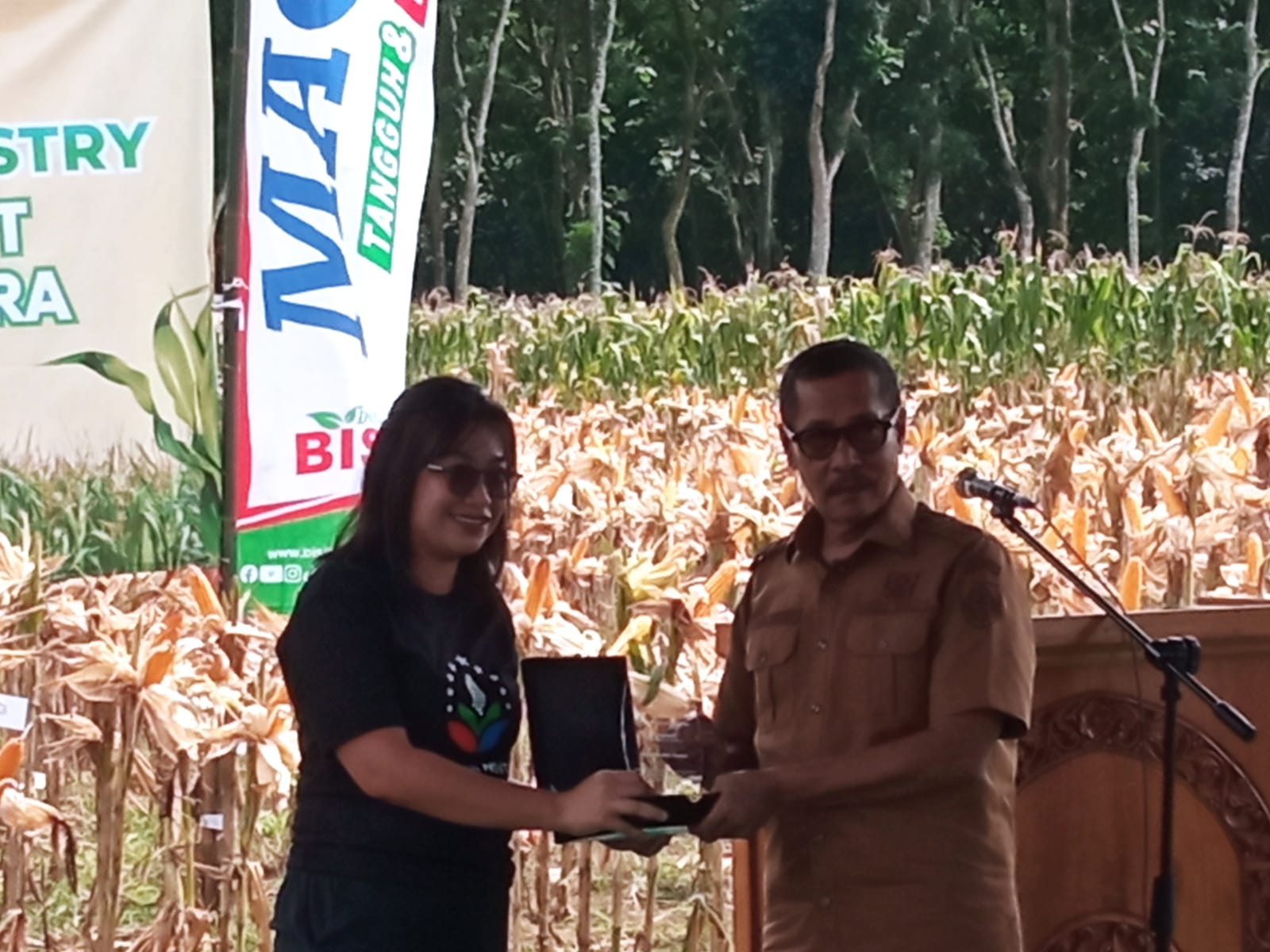 Wabup Jember Hadiri Panen Perdana Jagung Agroforestri, Kolaborasi Bersama Petani