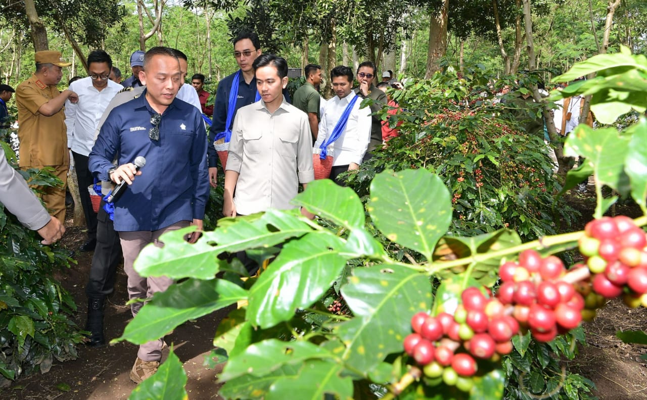 Kunjungi Ijen Bondowoso, Wapres Gibran Petik Kopi dan Dialog dengan Petani