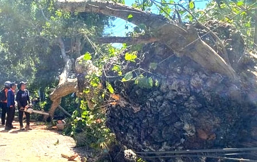 Sering Jadi Tempat Bakar Sampah, Pohon Besar di Tenggarang  Bondowoso Tumbang