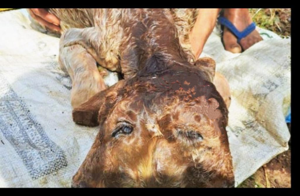 Viral, Anak Sapi Berkepala Dua Hanya Punya Dua Telinga di Bondowoso