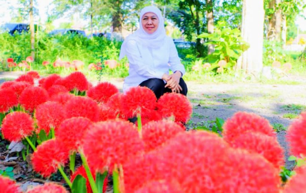 Gubernur Khofifah Terpesona Bunga Desember Bermekaran Saat Kunjungan Kerja ke Bondowoso