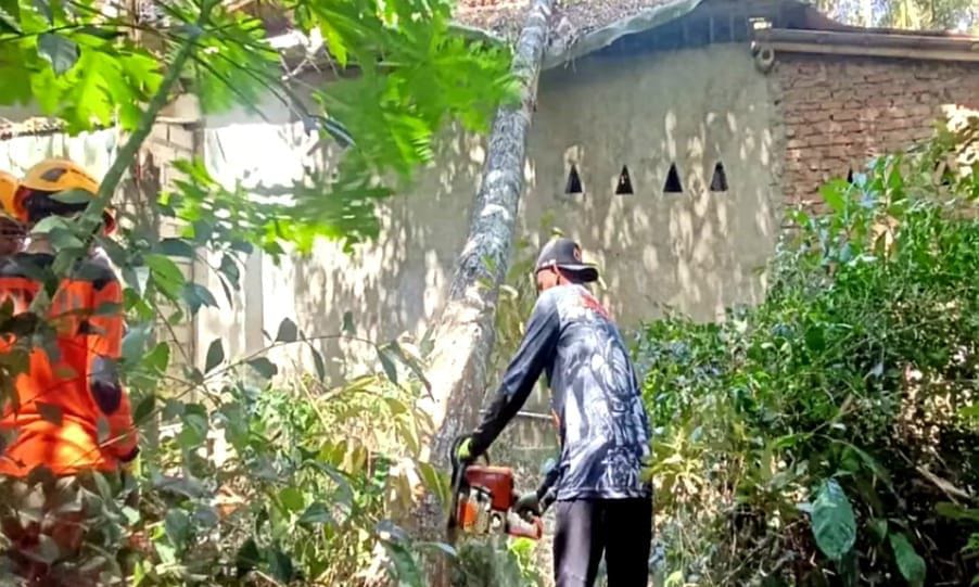Diterjang Angin Kencang, Pohon Durian Tumbang Rusak 2 Rumah di Bondowoso