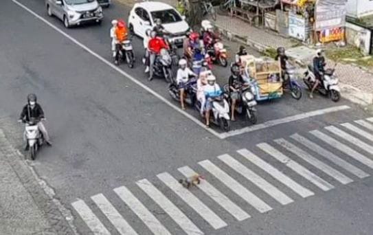 Kucing di Bondowoso Beri Contoh Patuhi Rambu Lalu Lintas Nyeberang di Zebra Cross