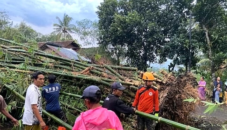 Diterjang Hujan Angin, Pohon dan Bambu Tumbang Timpa 6 Rumah Warga di Bondowoso