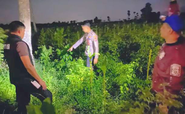 Pamit Cari Rumput di Sawah, Kakek 76 Tahun di Bondowoso Ditemukan Meninggal