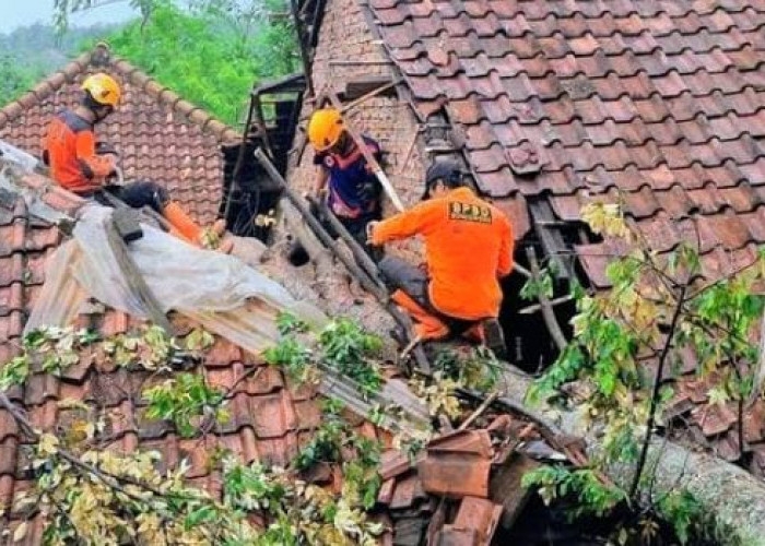 Hujan Angin Rusak Sejumlah Rumah dan Tumbangkan Pohon di Bondowoso 