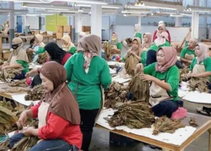 Sah! UMK Bondowoso 2026 Naik Rp 149.527 Jadi Rp 2.496.886