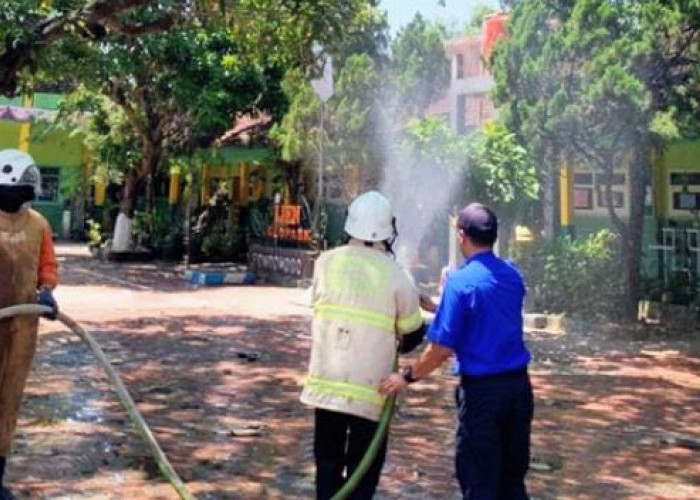 Tiga Bulan Ulat Bulu Teror SDN Dabasah 4 Bondowoso, Banyak Siswa Alami Gatal-gatal 