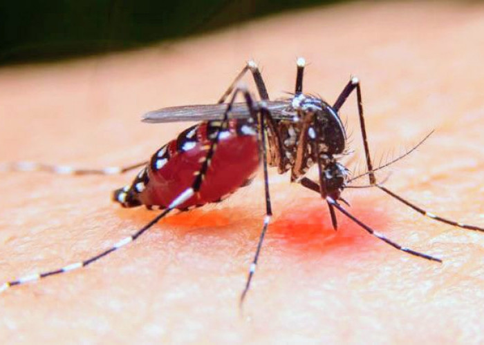 Kasus DBD 2025 di Bondowoso Menurun, Tapi Korban Meninggal Bertambah 