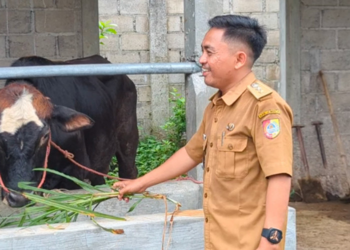 Awalnya Dikira Ternak Biasa, BUMDes di Jember Ini Ternyata Siapkan “Mesin Uang” Desa dari Kandang Sapi!