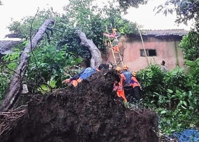 Hujan Angin Terjang  Maesan Bondowoso, 12 Pohon Tumbang dan 11 Atap Rumah Rusak