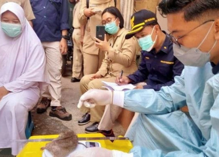 Sepanjang Januari hingga Agustus 2025, Tiga Warga Bondowoso Meninggal Terpapar Leptospirosis 