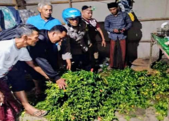 Tiga Kawanan Pencuri Cabai di Lahan Petani Kendit Situbondo Ditangkap Polisi