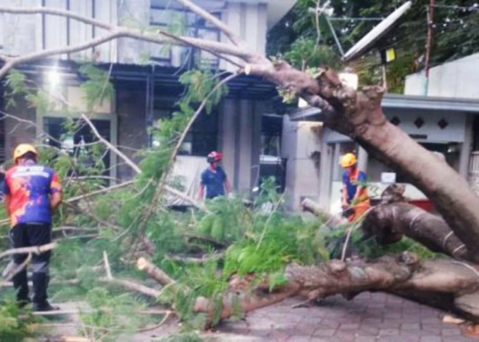 Pohon Besar Lansia di Halaman SMPN 1 Bondowoso Tumbang Diterjang Angin Kencang