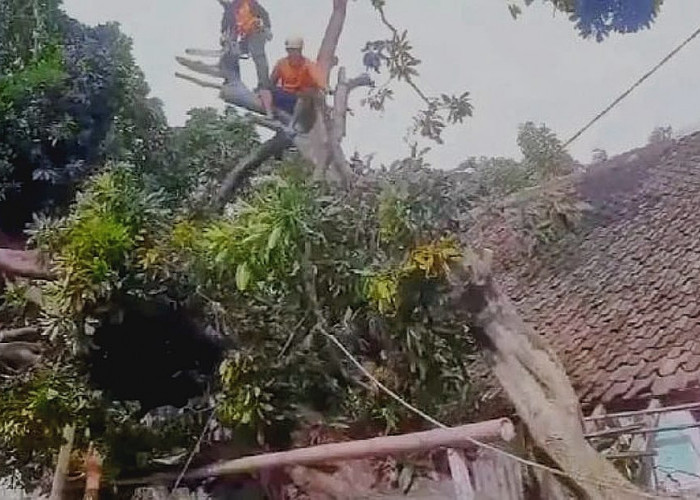 Angin Puting Beliung Rusak Atap Enam Rumah Warga Desa Wringinanom Situbondo 