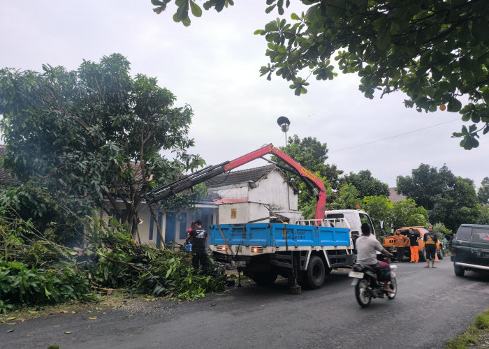 Belasan Pohon Tumbang dan Rumah Warga Rusak Akibat Angin Kencang di Jember