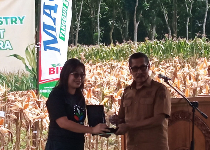 Wabup Jember Hadiri Panen Perdana Jagung Agroforestri, Kolaborasi Bersama Petani