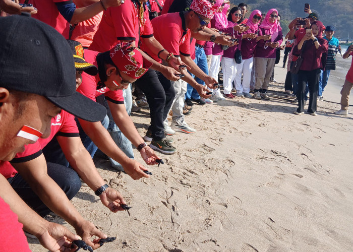 Hari Konservasi Alam Nasional, Ratusan Tukik dan Burung Perkutut Dilepas Liarkan di Jember