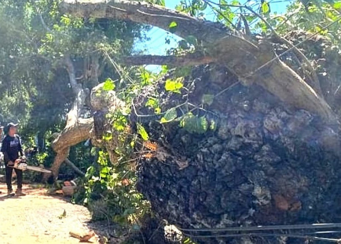 Sering Jadi Tempat Bakar Sampah, Pohon Besar di Tenggarang  Bondowoso Tumbang