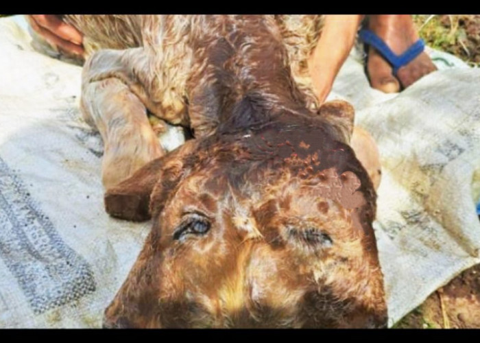 Viral, Anak Sapi Berkepala Dua Hanya Punya Dua Telinga di Bondowoso