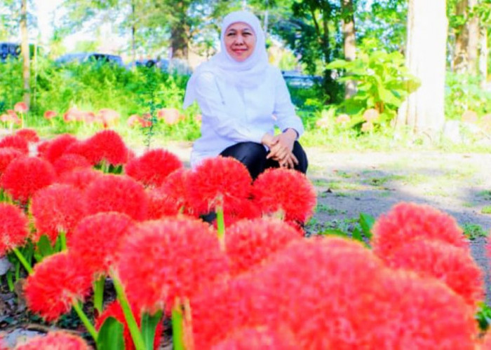 Gubernur Khofifah Terpesona Bunga Desember Bermekaran Saat Kunjungan Kerja ke Bondowoso