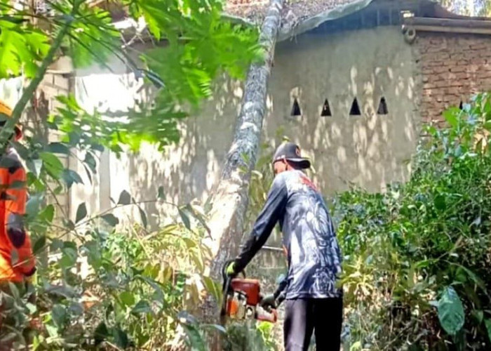 Diterjang Angin Kencang, Pohon Durian Tumbang Rusak 2 Rumah di Bondowoso 