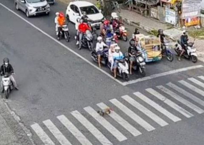 Kucing di Bondowoso Beri Contoh Patuhi Rambu Lalu Lintas Nyeberang di Zebra Cross