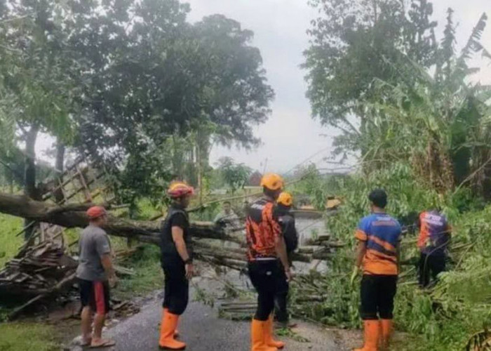 Hujan Angin Terjang Taman Krocok Bondowoso, 14 Rumah Rusak Ringan dan Pohon Tumbang