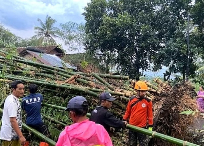 Diterjang Hujan Angin, Pohon dan Bambu Tumbang Timpa 6 Rumah Warga di Bondowoso