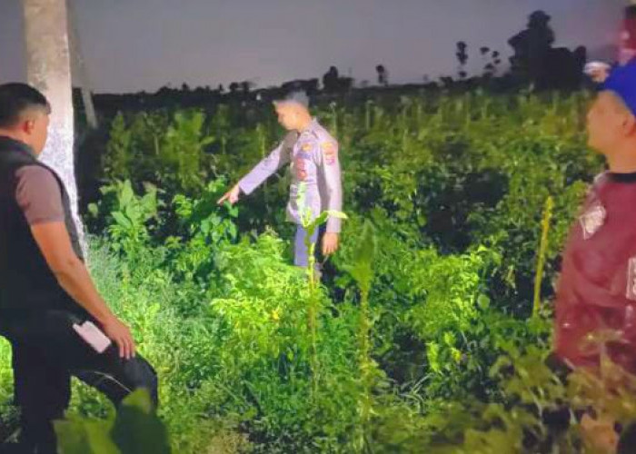 Pamit Cari Rumput di Sawah, Kakek 76 Tahun di Bondowoso Ditemukan Meninggal 