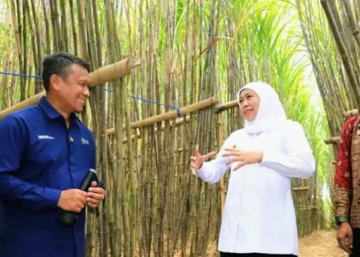 Kunjungi Bondowoso, Gubernur Khofifah Luncurkan KUR Khusus Petani Tebu Jatim