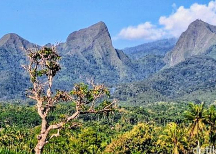 Perhutani Larang Aktivitas Pendakian Tiga Gunung di Bondowoso 