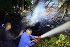 Gegara Sisa Bakaran Rumput, Dua Kandang Sapi di Bondowoso Ludes Terbakar 