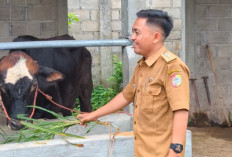 Awalnya Dikira Ternak Biasa, BUMDes di Jember Ini Ternyata Siapkan “Mesin Uang” Desa dari Kandang Sapi!