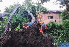 Hujan Angin Terjang  Maesan Bondowoso, 12 Pohon Tumbang dan 11 Atap Rumah Rusak