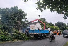 Belasan Pohon Tumbang dan Rumah Warga Rusak Akibat Angin Kencang di Jember