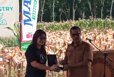 Wabup Jember Hadiri Panen Perdana Jagung Agroforestri, Kolaborasi Bersama Petani